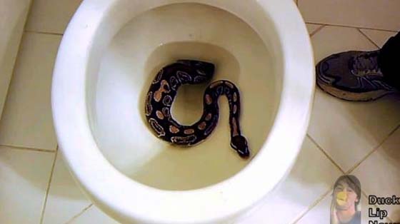 still from Snake in Toilet via chris winters youtube